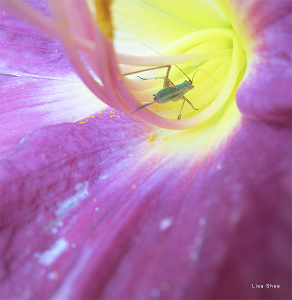 Katydid Nymph 2 by Lisa Shea