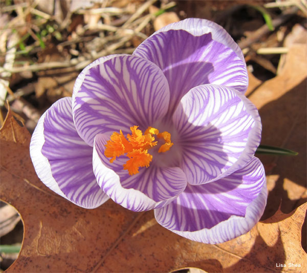 Spring Crocus by Lisa Shea